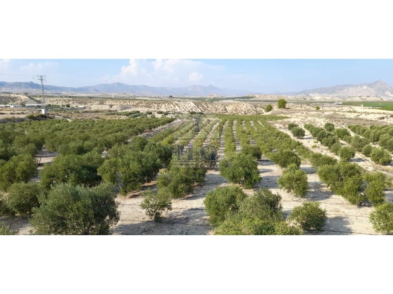 Undeveloped Land for sale in Fortuna - € 72,000 (Ref: 9412293)