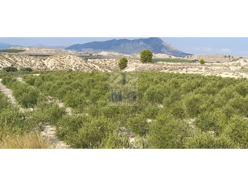 Undeveloped Land for sale in Fortuna - € 72,000 (Ref: 9412293)