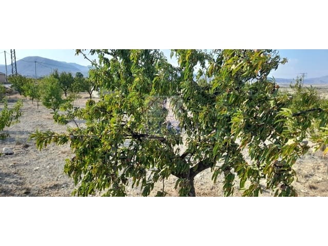 Undeveloped Land for sale in Fortuna - € 72,000 (Ref: 9412293)