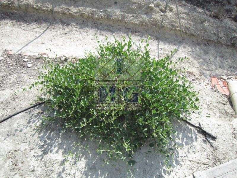 1 bedroom Finca/Country House for sale in Fortuna - € 124,000 (Ref: 9412306)