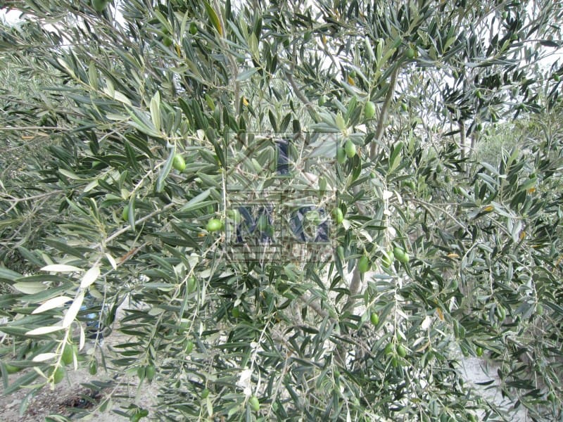 1 bedroom Finca/Country House for sale in Fortuna - € 124,000 (Ref: 9412306)