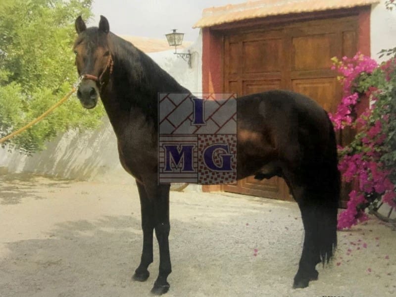 4 bedroom Finca/Country House for sale in Banos y Mendigo - € 600,000 (Ref: 9412353)