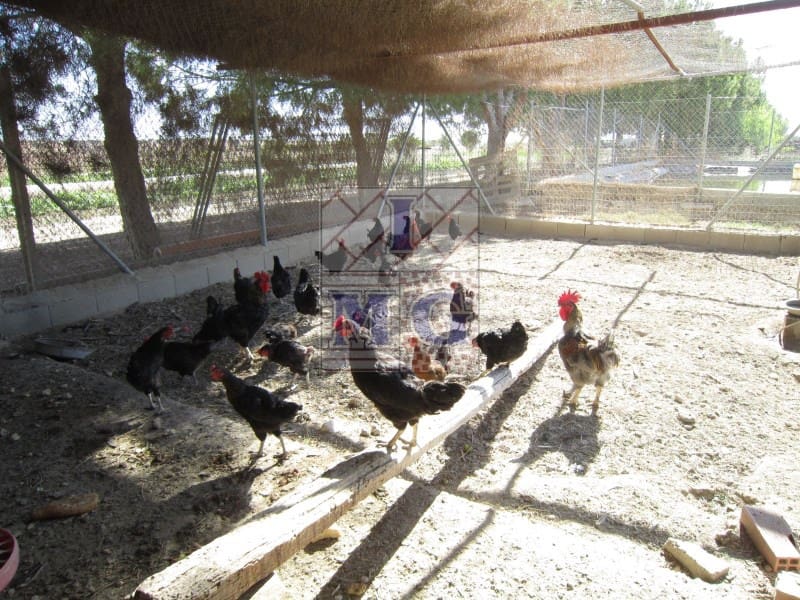 4 bedroom Finca/Country House for sale in Banos y Mendigo - € 600,000 (Ref: 9412353)