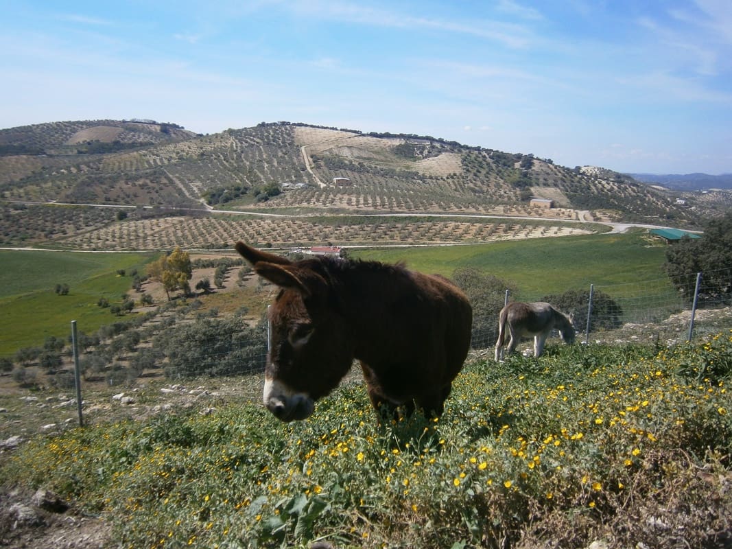 Appartement de 2 chambres à louer à Pruna avec piscine garage - 795 € (Ref: 4149324)