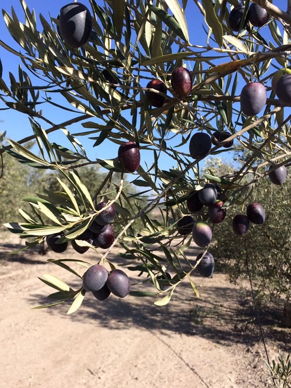 4 soveværelse Finca/Landehus til salg i Villena med swimmingpool garage - € 245.450 (Ref: 4201285)