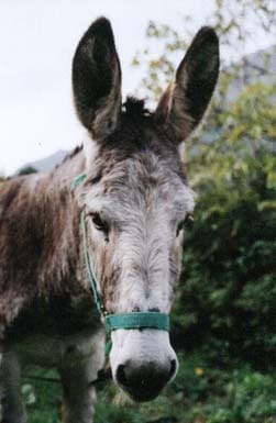 1 makuuhuone Maalaistalo lomavuokrausta paikassa Casares mukana uima-altaan 
autotalli - 450 € (Ref: 4777256)