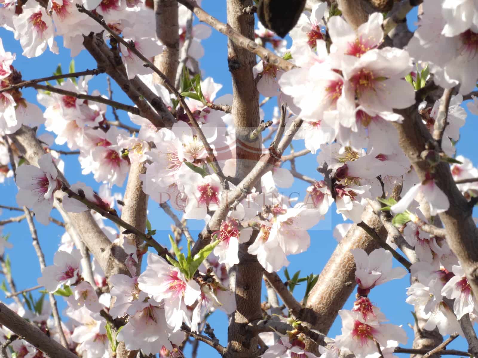 3 chambre Villa/Maison à vendre à Orba avec piscine garage - 545 000 € (Ref: 5796739)