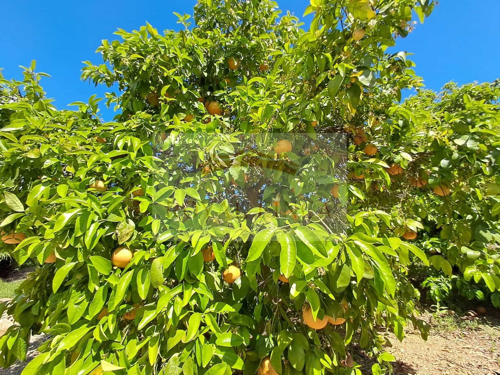 4 Zimmer Villa zu verkaufen in Sanet i Negrals - 585.000 € (Ref: 8956179)