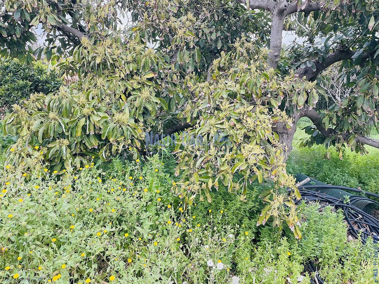 1 soveværelse Byhus til salg i Nerja med garage - € 420.000 (Ref: 9750998)