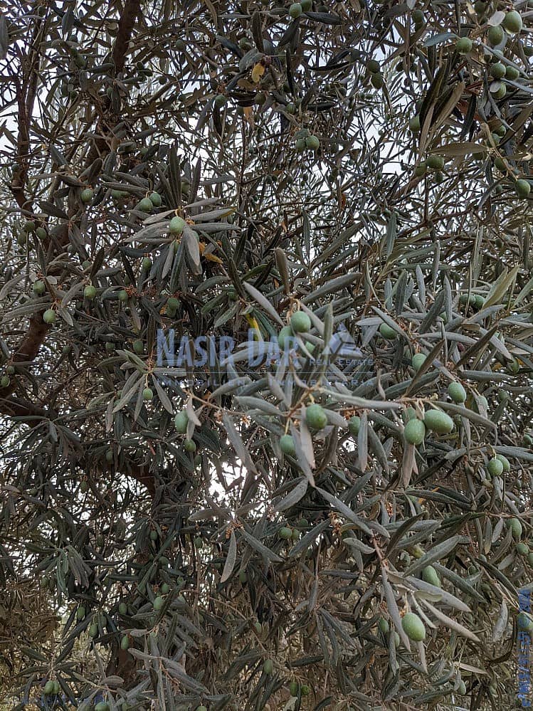 Grunde uden byggetilladelser til salg i Periana - € 172.000 (Ref: 9751079)