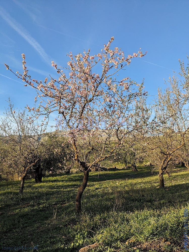 Grunde uden byggetilladelser til salg i Periana - € 172.000 (Ref: 9751079)