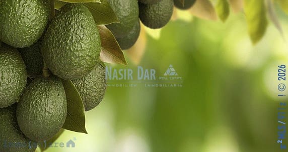 Rakentamaton maa myytävänä paikassa Trapiche - 225 000 € (Ref: 9751086)