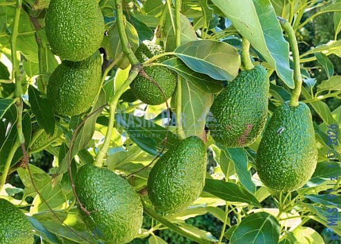 Rakentamaton maa myytävänä paikassa Trapiche, Vélez-Málaga - 225 000 € (Ref: 9751086)