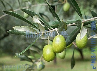 Terreno Non Edificato in vendita in Begíjar - 80.000 € (Rif: 9752474)