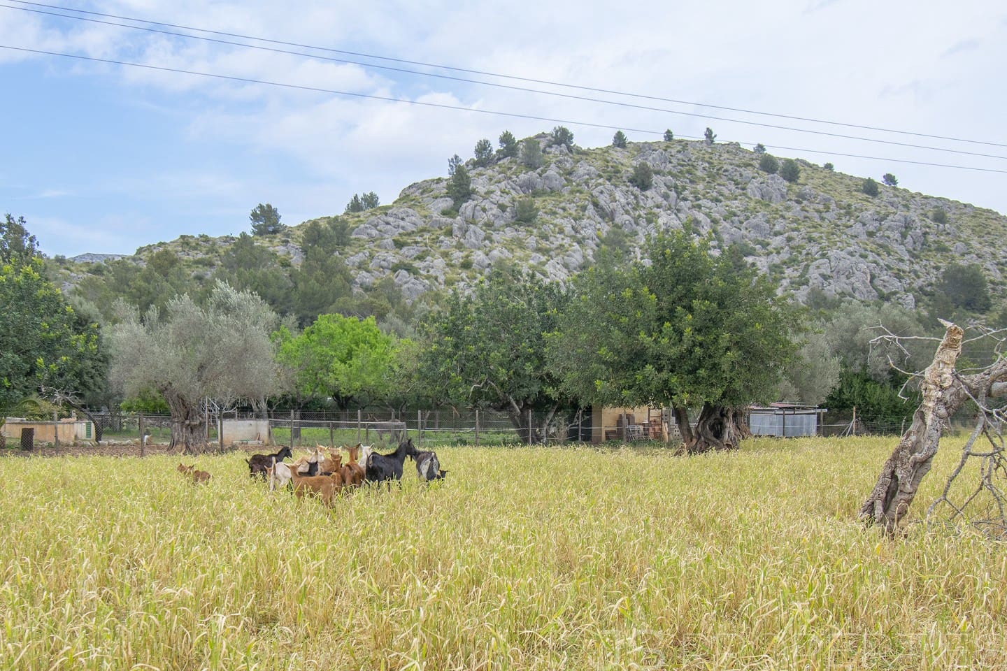 3 quarto Moradia para venda em Pollensa / Pollenca - 900 000 € (Ref: 8802728)