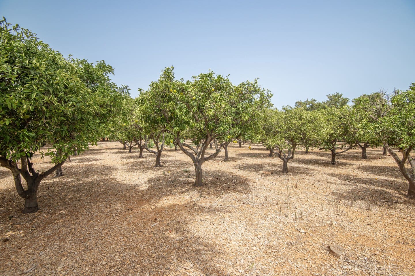 4 bedroom Villa for sale in Sa Pobla - € 875,000 (Ref: 8802797)