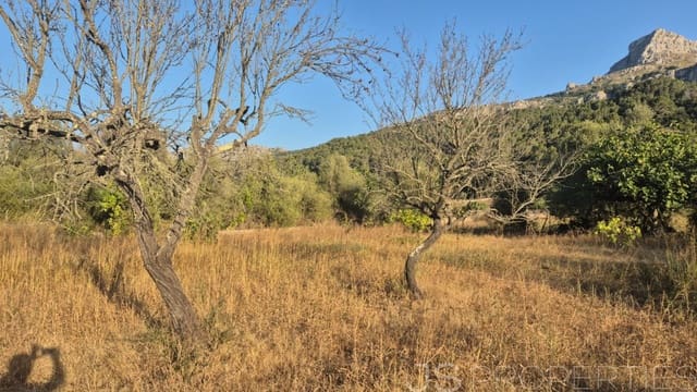 Tomt till salu i Pollensa / Pollença - 138 000 € (Ref: 8802850)