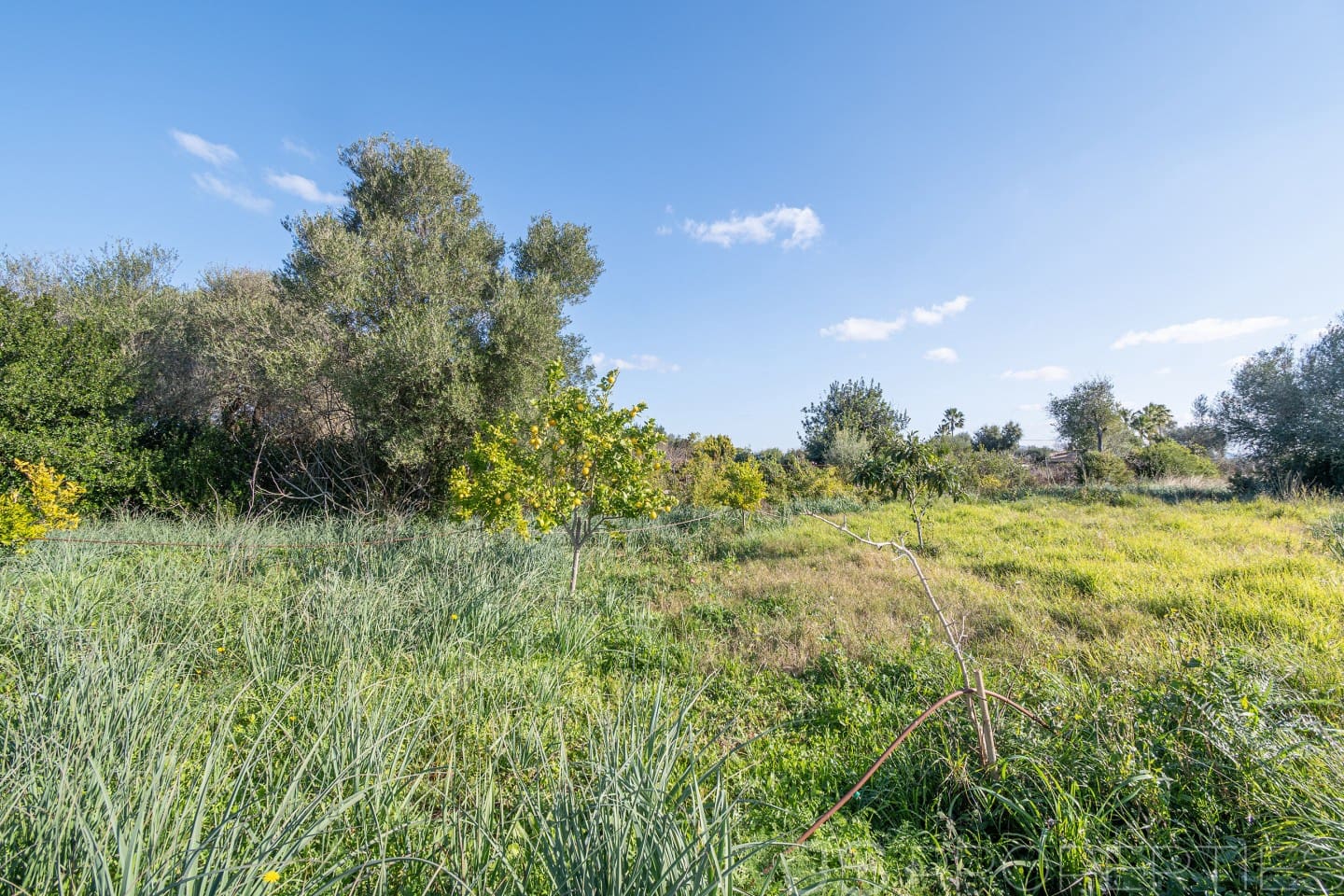 Area Edificabile in vendita in Alcudia - 950.000 € (Rif: 8802884)