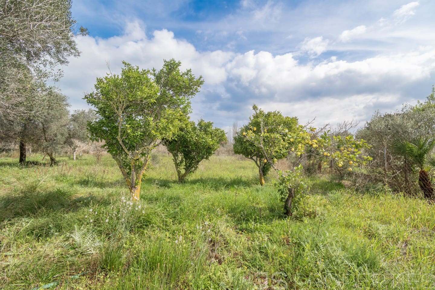 2 sypialnia Dom na sprzedaż w Pollensa / Pollenca - 399 000 € (Ref: 8872927)