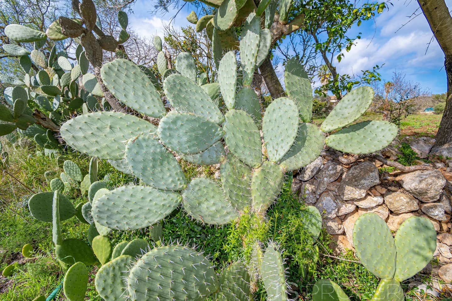 2 sypialnia Dom na sprzedaż w Pollensa / Pollenca - 399 000 € (Ref: 8872927)