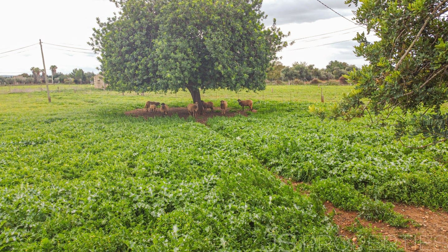 Bauplatz zu verkaufen in Buger - 414.000 € (Ref: 9411309)