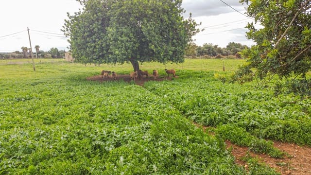 Tomt till salu i Búger - 414 000 € (Ref: 9411309)