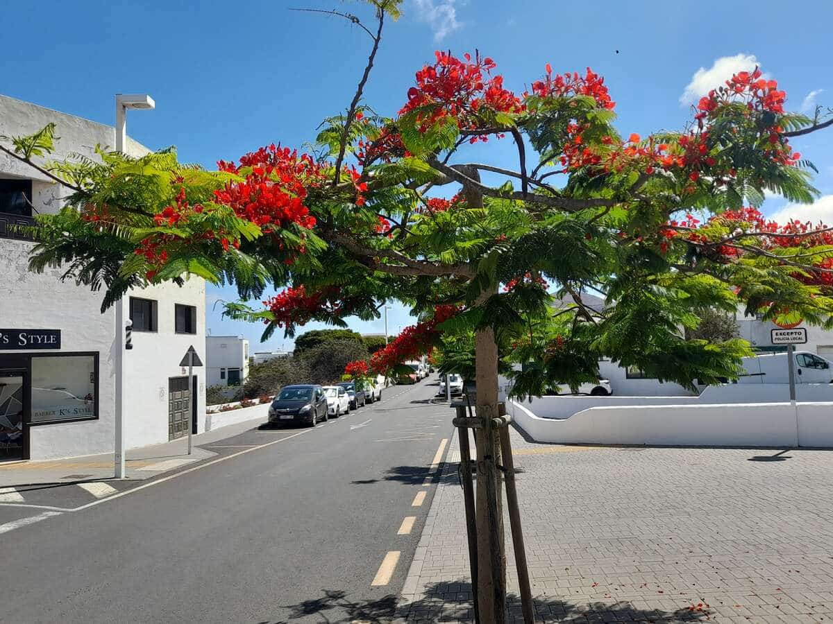 2 soverom Finca/Herregård til salgs i San Bartolome - € 189 900 (Ref: 8449754)