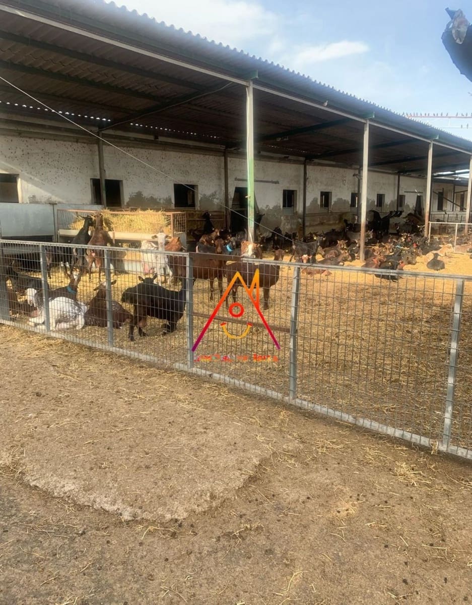 8 bedroom Finca/Country House for sale in Crevillente / Crevillent with pool - € 2,100,000 (Ref: 8059789)