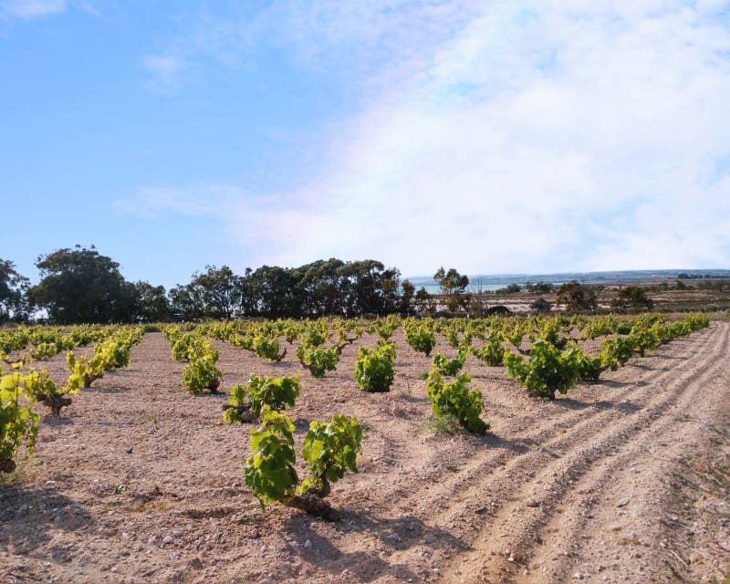 1 sypialnia Apartament do wynajęcia w La Mata z basenem - 600 € (Ref: 6418406)