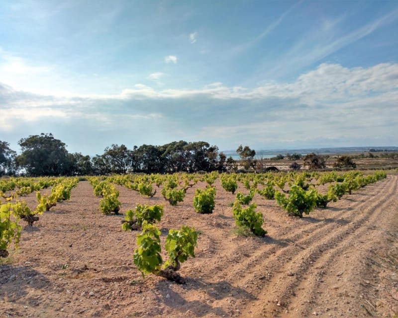 3 Zimmer Apartment zu vermieten in La Mata mit Pool - 1.100 € (Ref: 9464858)