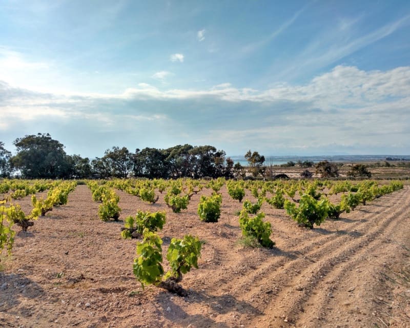 2 soverom Leilighet til salgs i Torrevieja med svømmebasseng garasje - € 168 000 (Ref: 9745127)