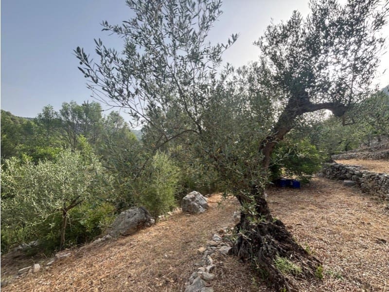 Rakentamaton maa myytävänä paikassa Parcent - 70 000 € (Ref: 9552336)