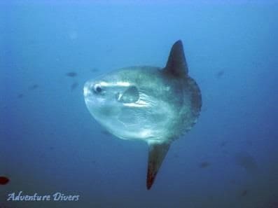 Bedrift til salgs i La Manga Club - € 160 000 (Ref: 9424345)