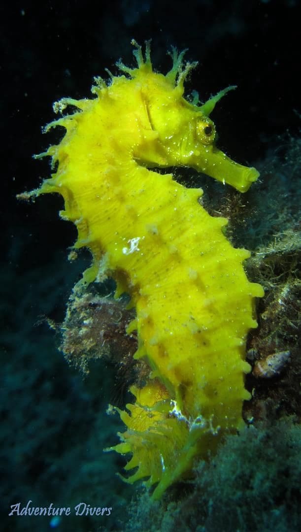 Bedrift til salgs i La Manga Club - € 160 000 (Ref: 9424345)