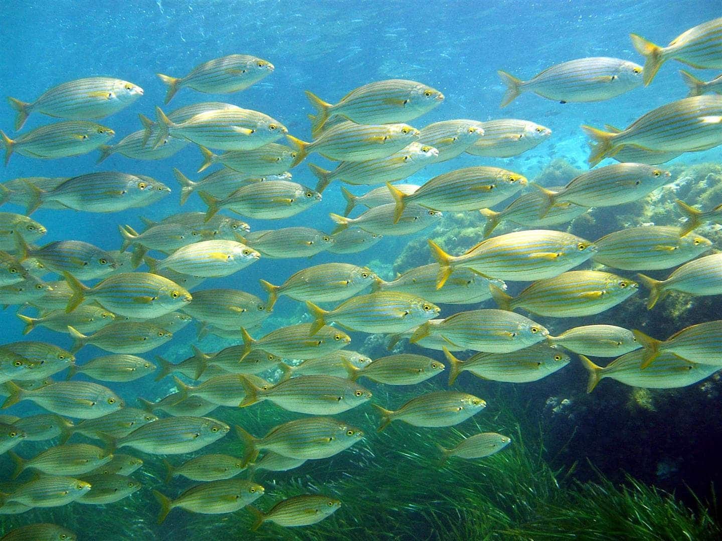 Bedrift til salgs i La Manga Club - € 160 000 (Ref: 9424345)