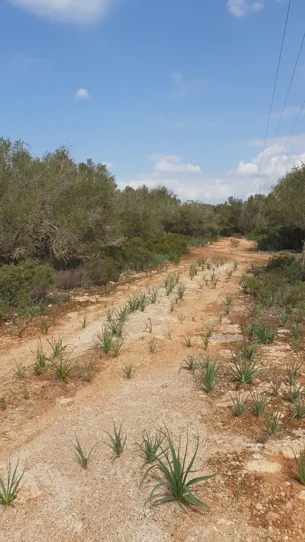 Building Plot for sale in Llucmajor - € 980,000 (Ref: 9971535)