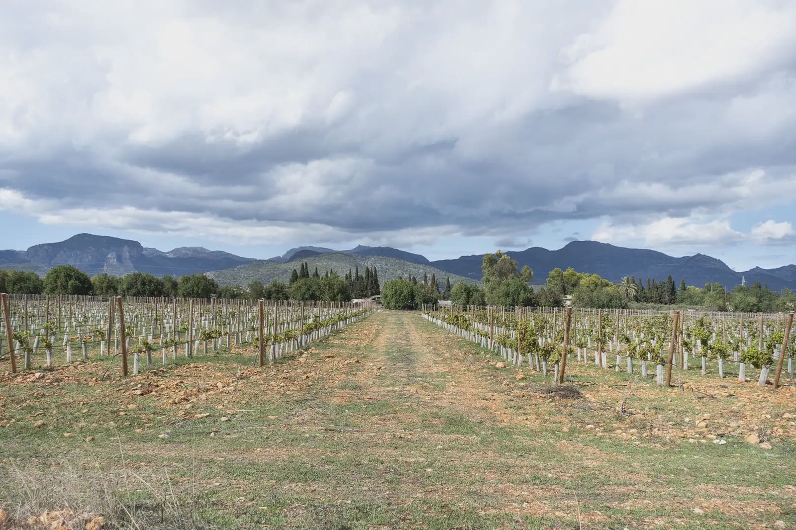 Building Plot for sale in Binissalem - € 1,700,000 (Ref: 9971560)