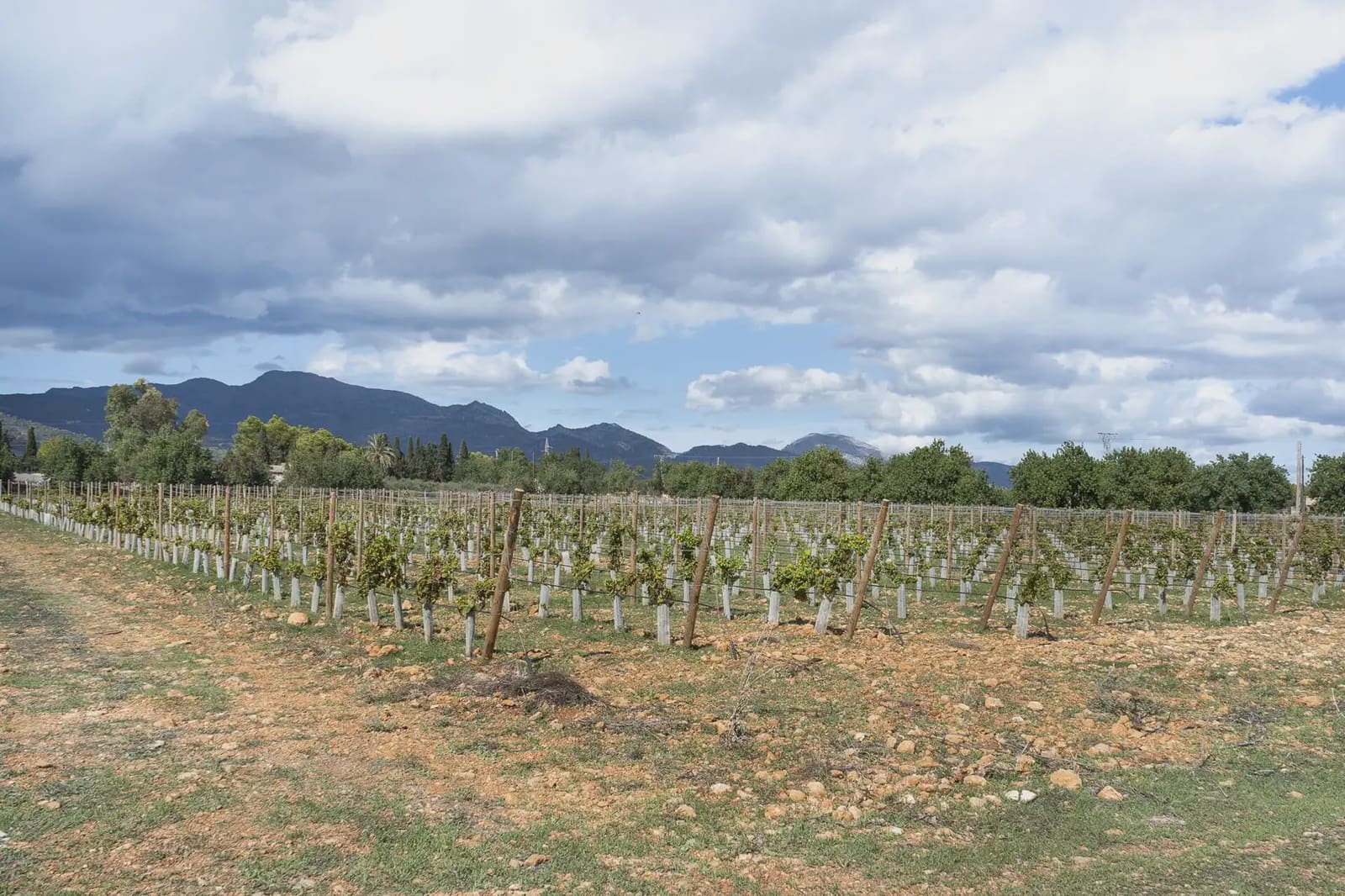Building Plot for sale in Binissalem - € 1,700,000 (Ref: 9971560)