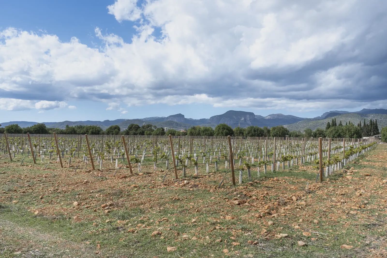 Building Plot for sale in Binissalem - € 1,700,000 (Ref: 9971560)