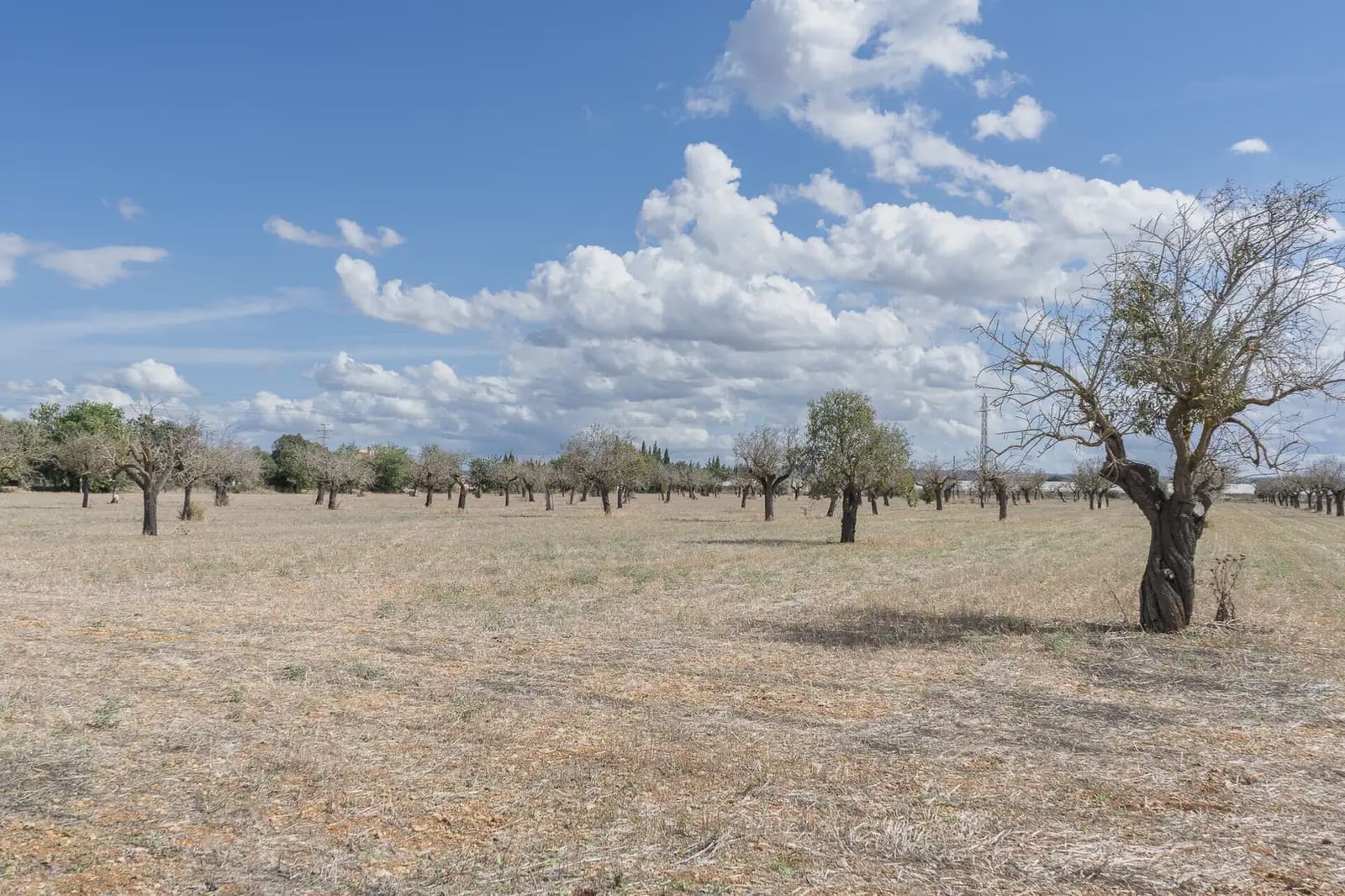 Building Plot for sale in Binissalem - € 1,700,000 (Ref: 9971560)