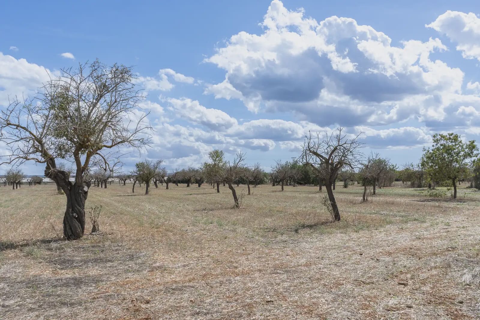 Building Plot for sale in Binissalem - € 1,700,000 (Ref: 9971560)