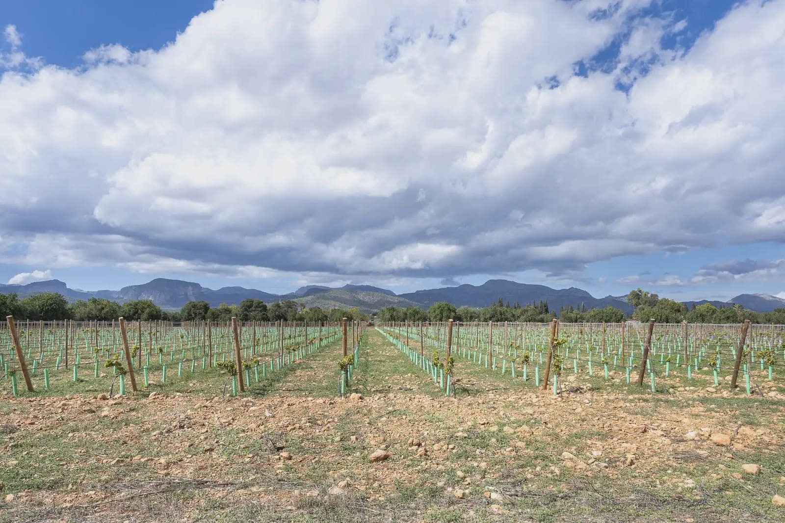 Building Plot for sale in Binissalem - € 1,700,000 (Ref: 9971560)