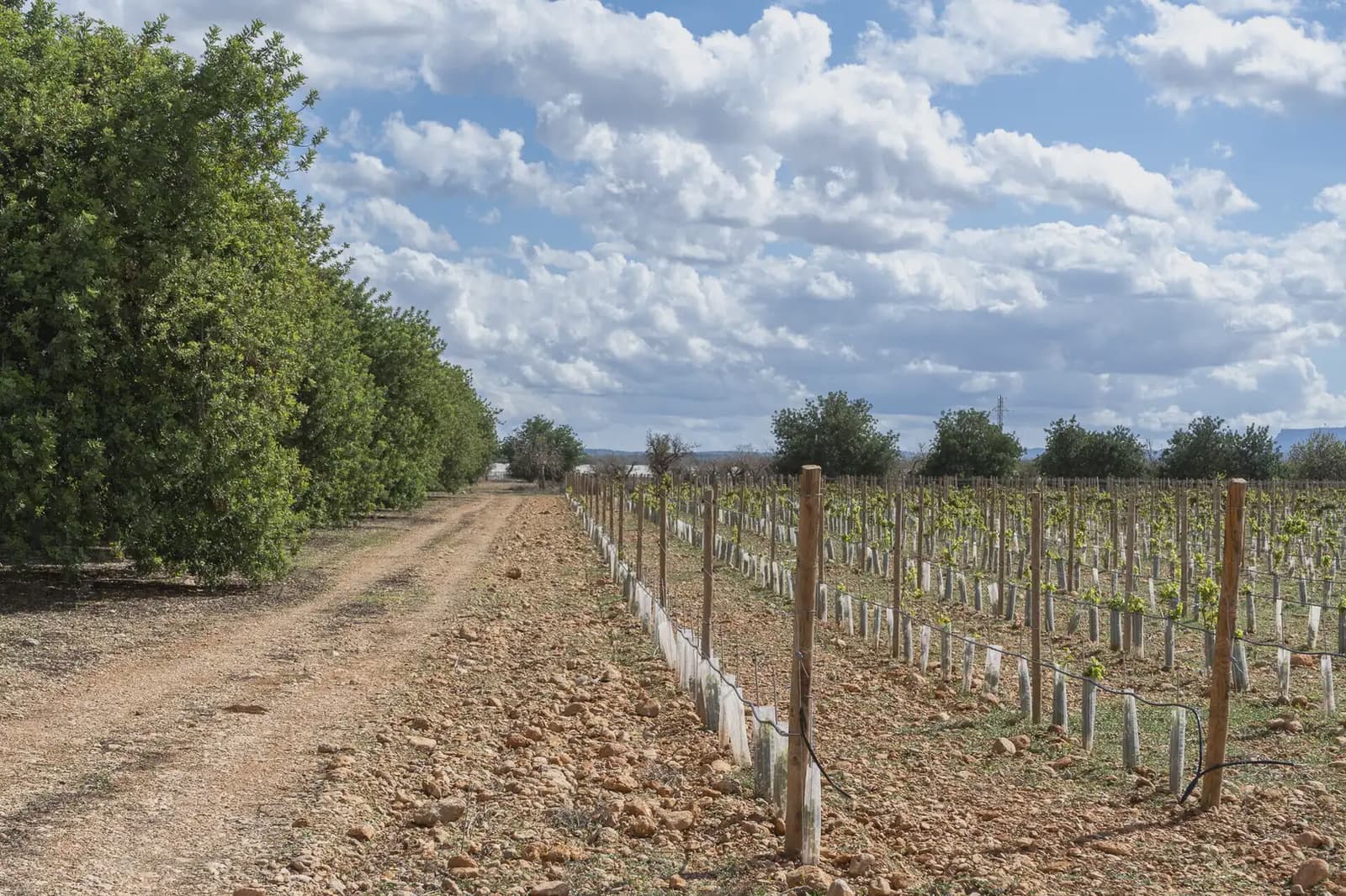 Building Plot for sale in Binissalem - € 1,700,000 (Ref: 9971560)