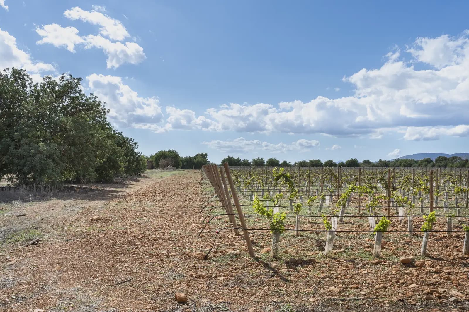 Building Plot for sale in Binissalem - € 1,700,000 (Ref: 9971560)