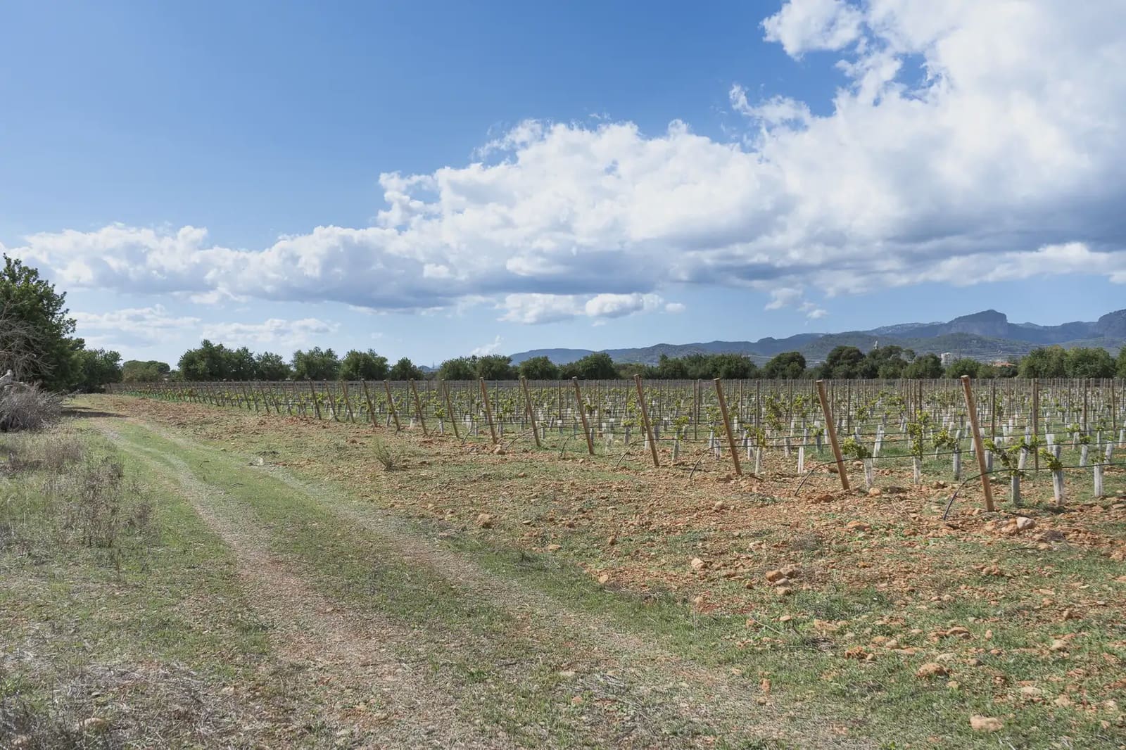 Building Plot for sale in Binissalem - € 1,700,000 (Ref: 9971560)