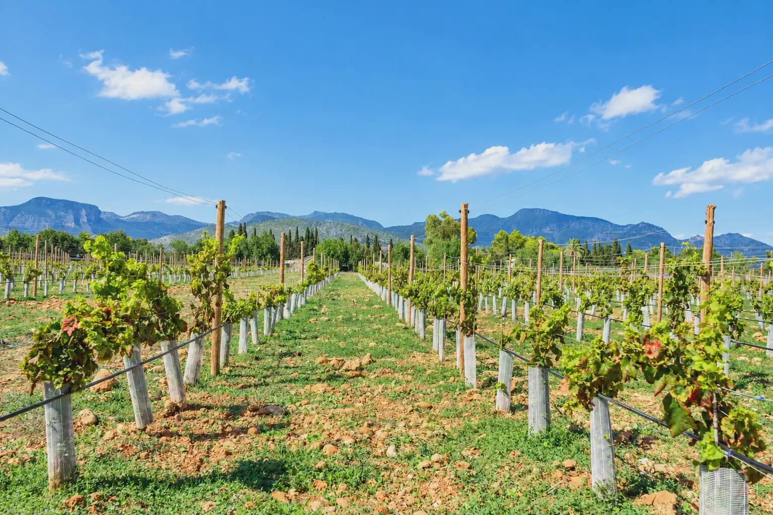 Building Plot for sale in Binissalem - € 1,700,000 (Ref: 9971560)