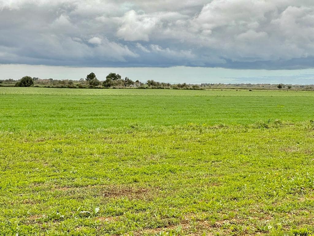 Teren niezagospodarowany na sprzedaż w Villafranca - 85 000 € (Ref: 10022909)