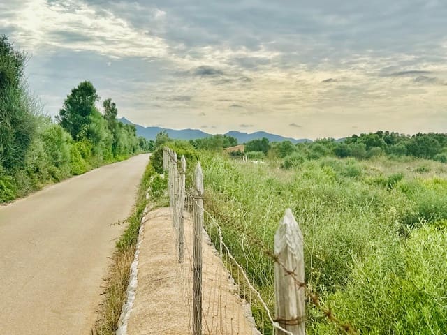 Terre non Aménagée à vendre à Felanitx - 64 000 € (Ref: 10149322)