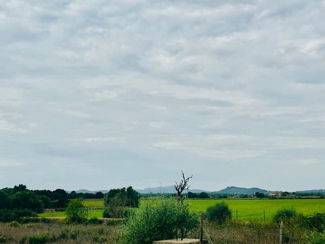Terre non Aménagée à vendre à Felanitx - 64 000 € (Ref: 10149322)