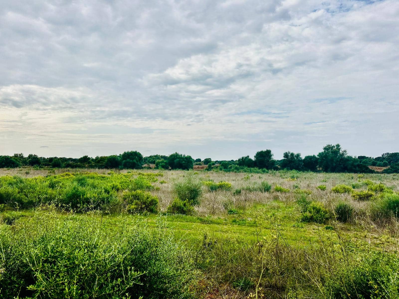 Terreno/Finca Rústica en Felanitx en venta - 64.000 € (Ref: 10149322)